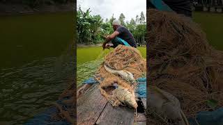 Best Traditional Net Fishing Video fish fishingvideo fishing netfishing [upl. by Asilrahc]