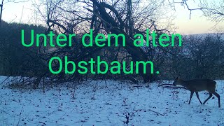 Unter dem alten Obstbaum [upl. by Nada]