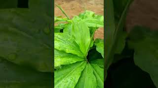 Medicinal plants I ಔಷಧೀಯ ಸಸ್ಯಗಳು insulin plant Costus igneus Iಇನ್ಸುಲಿನ್ ಸಸ್ಯ [upl. by Haig]