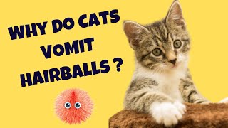 Why do cats vomit hairballs  Cats Knowhow [upl. by Asilat]