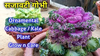 How to grow n care Ornamental Cabbage Plant  Ornamental Kale plant  Ornamental cabbage Kale plant [upl. by Norb634]