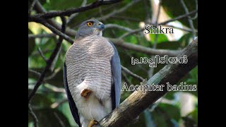 Shikra  പ്രാപിടിയൻ  Accipiter badius [upl. by Dettmer]