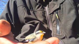 Visit from a delirious striated pardalote [upl. by Ardolino912]