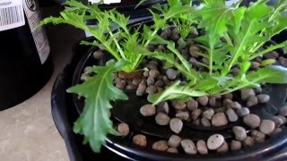 Hydroponic DWC Bucket Deep Water Culture Kit First Crop Lettuce [upl. by Scherman]