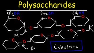 Polysaccharides  Starch Amylose Amylopectin Glycogen amp Cellulose  Carbohydrates [upl. by Seira]