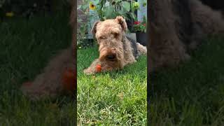 Airedale Terrier Enjoying a Carrot [upl. by Mello]