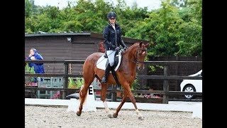 Cailin  Well Bred Thoroughbred Mare Project [upl. by Templer]