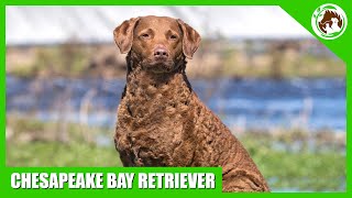 Learn Interesting Facts About The Chesapeake Bay Retriever [upl. by Ikeda]