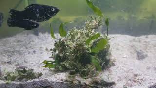 Growing macroalgae halimeda optunia [upl. by Judith]