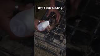 Day 2 Puppy milk feeding puppy dog animallover pets best shortvideo shorts reel viralvideo [upl. by Musetta]