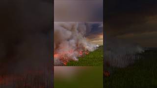 Firefighters Fight Wildfires with Fire 😯 [upl. by Hahnke570]