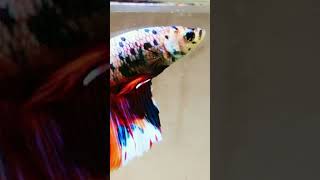 is your betta fish rare [upl. by Rehpotsirc]