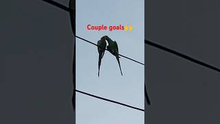 Love is in the airohho🥰🥰love birdsrelatablesituations couplegoalsbirdslover parrotsshorts [upl. by Erlina417]