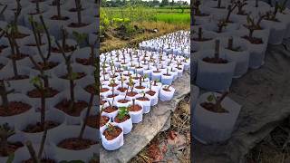 How to propagate guava treeguava propagation guavatree shorts viralshorts youtubeshorts [upl. by Varrian]