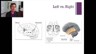 35 Lecture5 The Temporal Lobe [upl. by Annaeerb943]