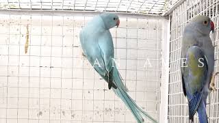 MashAllah Blue Opaline Split CT Male Ringneck Young Of Season 2024  MardanAves Farms [upl. by Eldin]