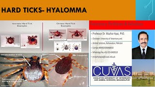 Ticks Hyalomma [upl. by Sharma]