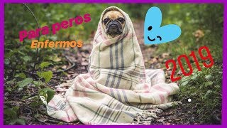 ▷ MÚSICA para PERROS ENFERMOS 2019 ✅ 2 HORAS de MUSICOTERAPIA para SANAR a tu PERRO [upl. by Cynara]