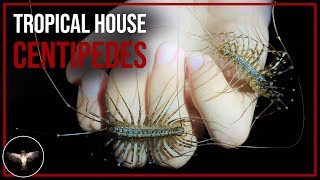 House centipedes but far larger [upl. by Anelyak]