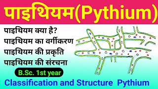 pythium  pythium fungi  pythium bsc 1st year  pythium classification and structure  पाइथियम कवक [upl. by Maura]