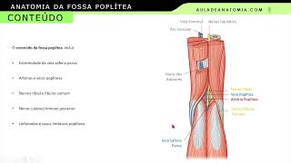 FOSSA POPLÍTEA medicina medico anatomy anatomiaclinica cirurgiãovascular anatomiapratica [upl. by Pompea545]