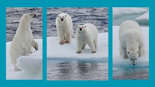 Eisbären in der kanadischen Arktis [upl. by Rabjohn638]