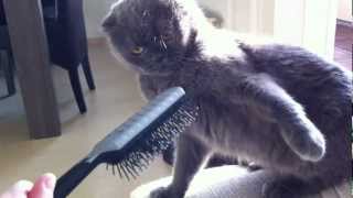 VERY ANGRY Cat attacks hairbrush [upl. by Jeroma]