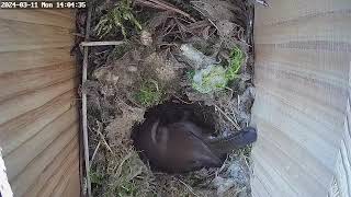 Day 19 Bewicks wren nest box [upl. by Tisha]