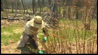 Spring Gardening Tips  Spring Gardening Pruning Gold Raspberries [upl. by Shayne236]