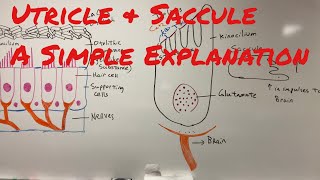 Utricle amp Saccule a Simple Explanation of How We Sense Motion [upl. by Fawn]