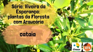 Série Viveiro da Esperança plantas da Floresta com Araucária cataia 35 [upl. by Desdee199]