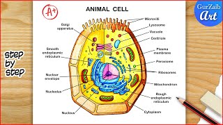 Animal Cell Diagram Drawing  Animal cell structure Labelled  Step by step [upl. by Refiffej458]