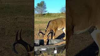 Trail Camera Action deer deerhunting tactacam [upl. by Ynoble]