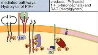 Early Tyrosine Phosphorylation and the Calcium and Protein Kinase C Mediated Signaling Pathways in T Lymphocytes [upl. by Cram533]