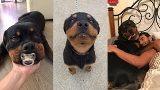 ROTTWEILER COMPILATION [upl. by Nnairda]