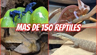 TODOS MIS REPTILES 2024 LA MEJOR COLECCIÓN DE MEXICO 🐊🦖🦎🐢 [upl. by Tsuda]