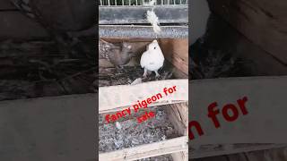 Fancy pigeon for sale breading☎️📞9455312515 vippetsworld birds piegeon bird vippets [upl. by Hgielek596]