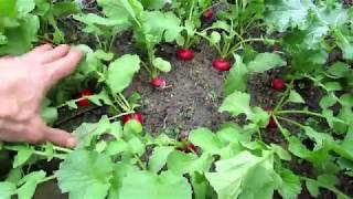 How to Grow Full Size Radishes and Not Just Leaves 4 Tips Planting Harvest amp Proof [upl. by Nnylyak]