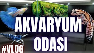 AKVARYUM ODASINA NE OLDU YENİ MEKAN VE GELİŞMELER akvaryum [upl. by Wolsniw728]