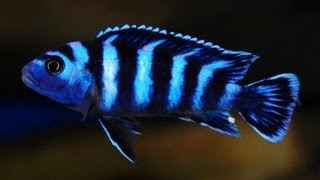 How To Look After Demasoni  Pseudotropheus Demasoni  Dwarf Mbuna [upl. by Koser]