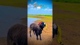 trending sheeplove sheepfarming sheepworld trendingshorts goat kannada [upl. by Aihsekyw]