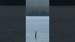 Seaplane takeoff at Seventh Lake in ADK aviation [upl. by Ultima212]