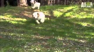 Dogs 101 Clumber Spaniel [upl. by Checani]