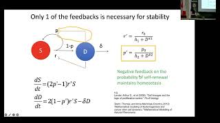 Mathematical models of the hematopoietic system at homeostasis and the clonal evolution of cells [upl. by Inaluahek]