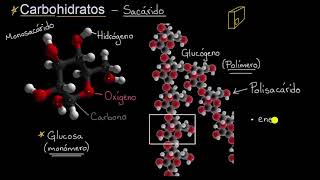 Introducción a los carbohidratos  Khan Academy en Español [upl. by Noli]