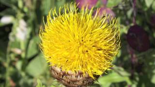 Globe Kapweed  Centaurea Macrocephala  Großköpfige Flockenblume [upl. by Kendrah]