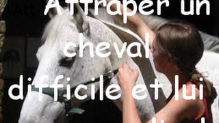 comment attrapper un cheval difficile et lui passer un licol [upl. by Wells]