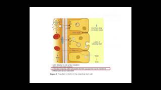 512 Excretion d Osmoregulation ADH and the Collecting duct [upl. by Daggett581]