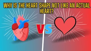 The Surprising History of the Heart Shape [upl. by Kristoforo164]