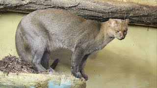 Jaguarundi  ZOO Krefeld [upl. by Aes692]